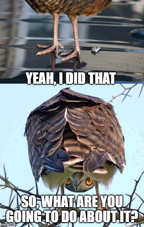 what are you going to do about it | YEAH, I DID THAT; SO, WHAT ARE YOU GOING TO DO ABOUT IT? | image tagged in bird,droppings,poop,car | made w/ Imgflip meme maker