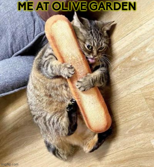 I needz dis | ME AT OLIVE GARDEN | image tagged in funny cats | made w/ Imgflip meme maker