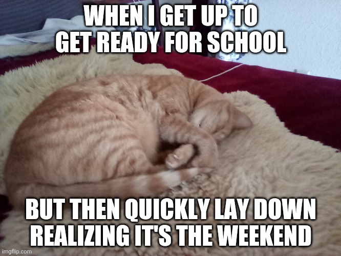 When I realize its the weekend | WHEN I GET UP TO GET READY FOR SCHOOL; BUT THEN QUICKLY LAY DOWN REALIZING IT'S THE WEEKEND | image tagged in sleeping cat,funny,i hate school | made w/ Imgflip meme maker