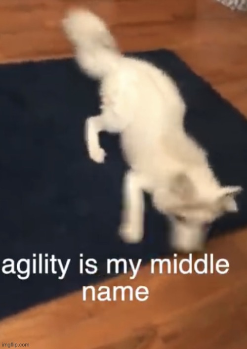 ADHD Fox | image tagged in adhd fox | made w/ Imgflip meme maker
