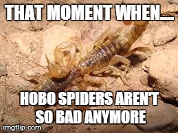 THAT MOMENT WHEN.... HOBO SPIDERS AREN'T SO BAD ANYMORE | made w/ Imgflip meme maker