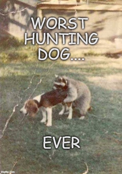 Worst Hunting Dog Ever | WORST 
HUNTING
DOG.... EVER | image tagged in hunt,dog,raccoon,worst | made w/ Imgflip meme maker