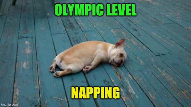 tired dog | OLYMPIC LEVEL NAPPING | image tagged in tired dog | made w/ Imgflip meme maker