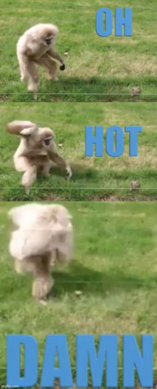 OH HOT DAMN | image tagged in oh hot damn | made w/ Imgflip meme maker