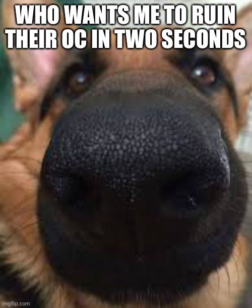 German shepherd but funni | WHO WANTS ME TO RUIN THEIR OC IN TWO SECONDS | image tagged in german shepherd but funni | made w/ Imgflip meme maker