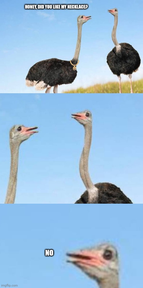 If an ostrich could have a necklace. | HONEY, DID YOU LIKE MY NECKLACE? NO | image tagged in ostrich | made w/ Imgflip meme maker