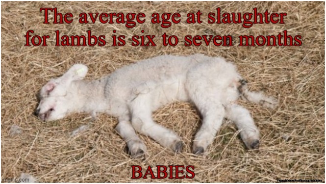 Lambs | image tagged in vegan,lamb,sheep,bacon,hamburger,chicken | made w/ Imgflip meme maker