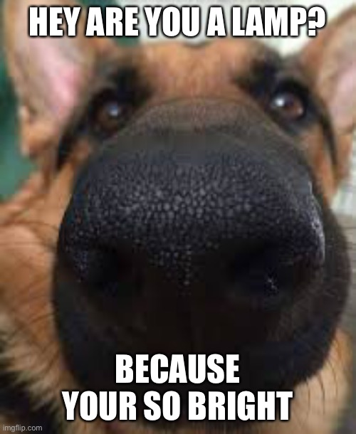 German shepherd but funni | HEY ARE YOU A LAMP? BECAUSE YOUR SO BRIGHT | image tagged in german shepherd but funni | made w/ Imgflip meme maker