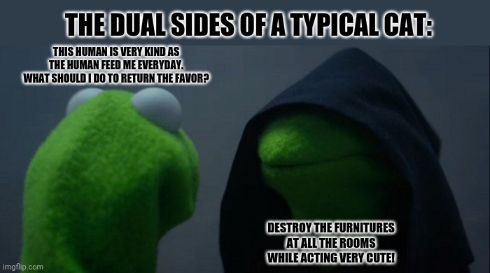 Evil Kermit Meme | THE DUAL SIDES OF A TYPICAL CAT:; THIS HUMAN IS VERY KIND AS THE HUMAN FEED ME EVERYDAY. WHAT SHOULD I DO TO RETURN THE FAVOR? DESTROY THE FURNITURES AT ALL THE ROOMS WHILE ACTING VERY CUTE! | image tagged in memes,evil kermit,double entendres | made w/ Imgflip meme maker