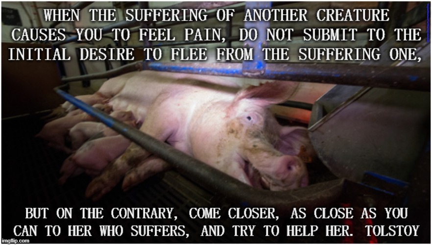 Animal Abuse | image tagged in vegan,farming,bacon,ham,hamburger,chicken | made w/ Imgflip meme maker