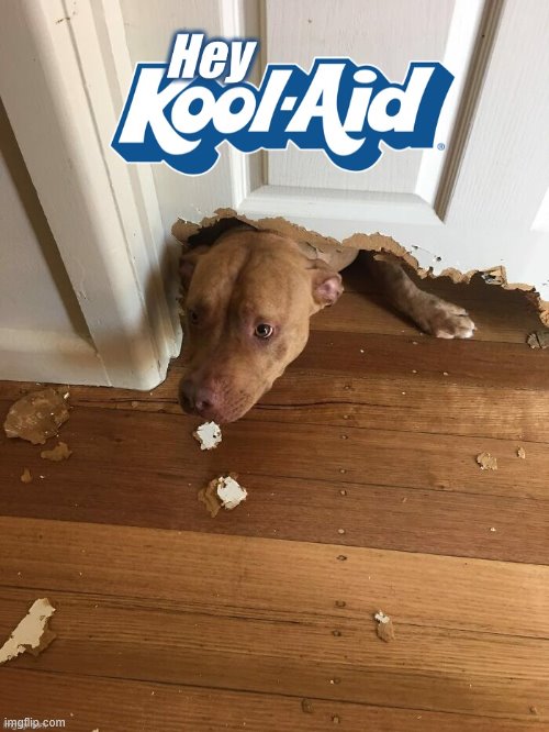 OH YEAH! | image tagged in dogs,animals,kool aid | made w/ Imgflip meme maker