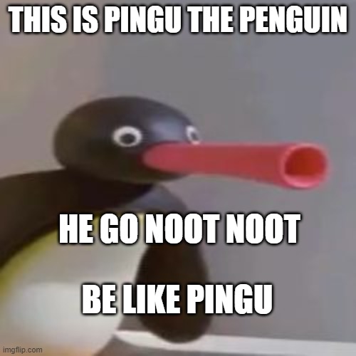 Noot Noot | THIS IS PINGU THE PENGUIN; HE GO NOOT NOOT; BE LIKE PINGU | image tagged in noot noot | made w/ Imgflip meme maker