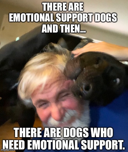 Emotional Dog | THERE ARE 
EMOTIONAL SUPPORT DOGS 
AND THEN…; THERE ARE DOGS WHO NEED EMOTIONAL SUPPORT. | image tagged in emotional,dogs,support,pets,funny animals | made w/ Imgflip meme maker