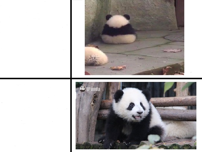 opnå indre badminton drake meme but panda Blank Template - Imgflip