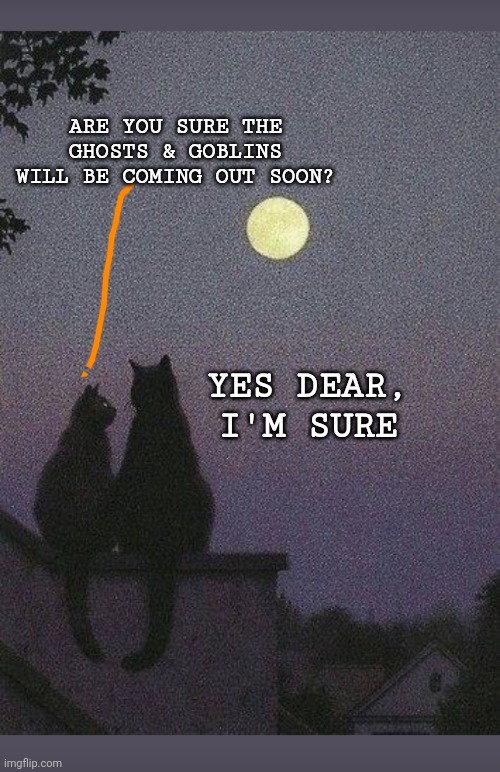 All Hallows Eve | ARE YOU SURE THE GHOSTS & GOBLINS WILL BE COMING OUT SOON? YES DEAR, I'M SURE | image tagged in cats,happy halloween | made w/ Imgflip meme maker