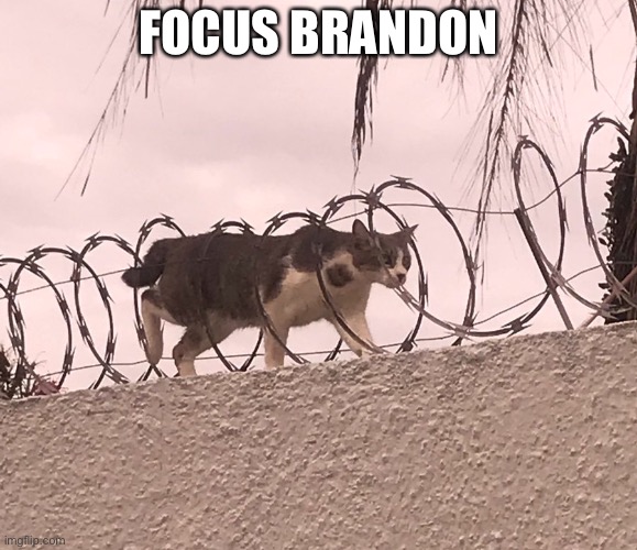 Cat Barbed Wire | FOCUS BRANDON | image tagged in cat barbed wire | made w/ Imgflip meme maker