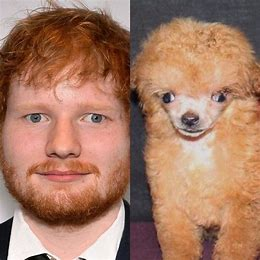 High Quality ed sheeran and dog Blank Meme Template