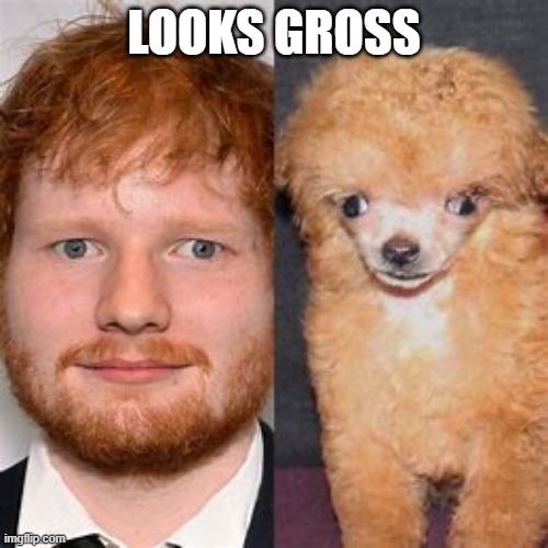 bleh i found this shit in a trash can | LOOKS GROSS | image tagged in ed sheeran and dog | made w/ Imgflip meme maker