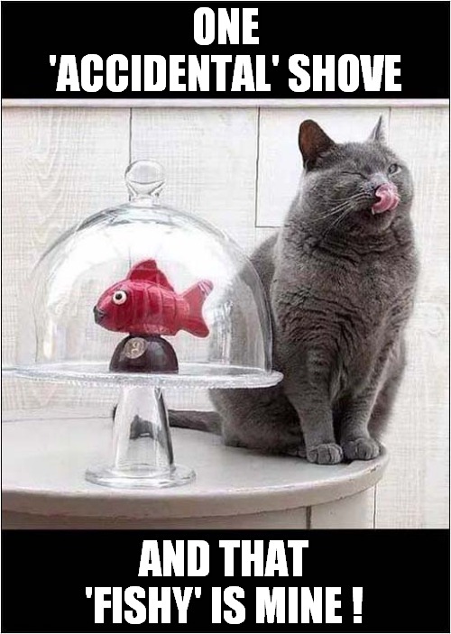 Can I Get Away With It ? | ONE 'ACCIDENTAL' SHOVE; AND THAT 'FISHY' IS MINE ! | image tagged in cats,push,getting away with it | made w/ Imgflip meme maker