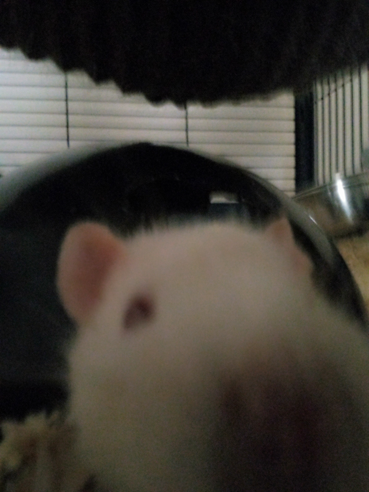 High Quality Sniffing rat Blank Meme Template
