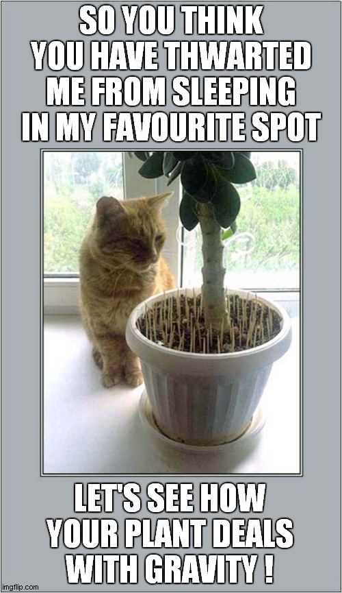 A Cats Reaction ! | SO YOU THINK YOU HAVE THWARTED ME FROM SLEEPING IN MY FAVOURITE SPOT; LET'S SEE HOW YOUR PLANT DEALS
WITH GRAVITY ! | image tagged in cats,push,reaction | made w/ Imgflip meme maker