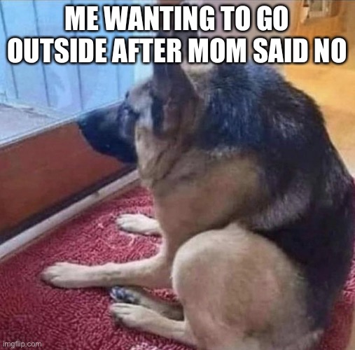 I want go outside | ME WANTING TO GO OUTSIDE AFTER MOM SAID NO | image tagged in what the dog doin | made w/ Imgflip meme maker