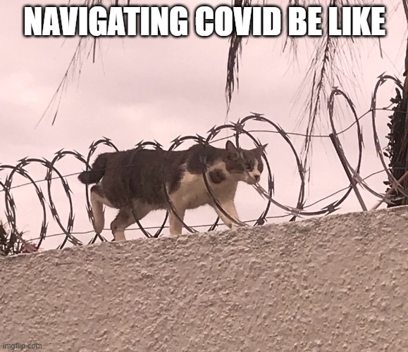 Covid life | NAVIGATING COVID BE LIKE | image tagged in cat barbed wire | made w/ Imgflip meme maker