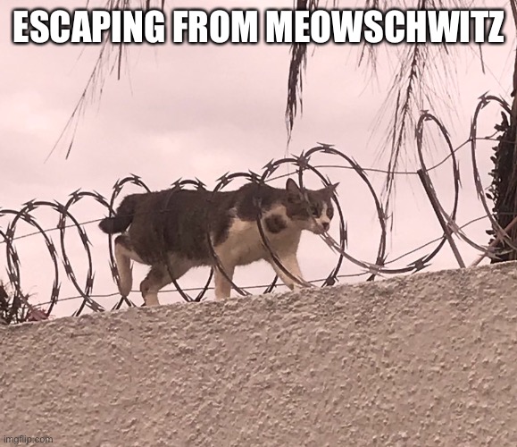 Escaping from Meowschwitz | ESCAPING FROM MEOWSCHWITZ | image tagged in cat barbed wire | made w/ Imgflip meme maker