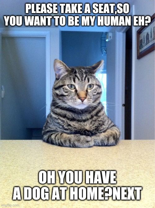Take A Seat Cat |  PLEASE TAKE A SEAT,SO YOU WANT TO BE MY HUMAN EH? OH YOU HAVE A DOG AT HOME?NEXT | image tagged in memes,take a seat cat | made w/ Imgflip meme maker