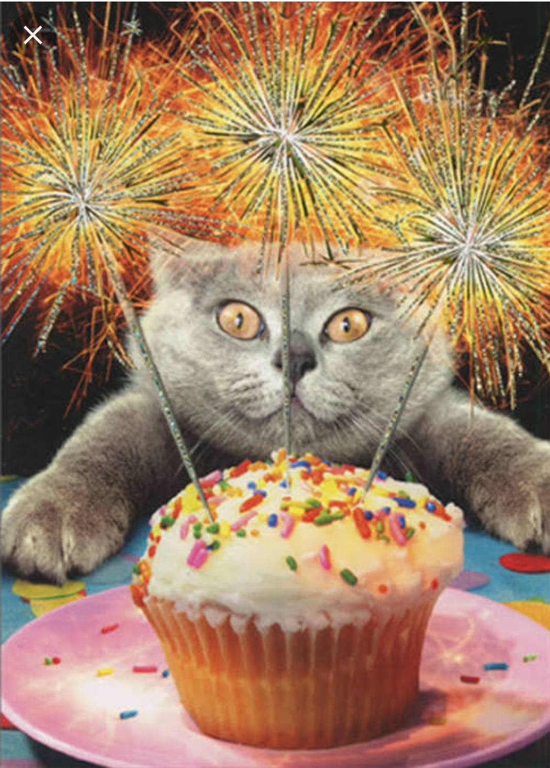 High Quality Birthday Cat Blank Meme Template