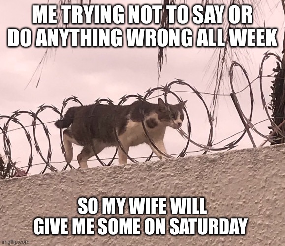 Cat Barbed Wire | ME TRYING NOT TO SAY OR DO ANYTHING WRONG ALL WEEK; SO MY WIFE WILL GIVE ME SOME ON SATURDAY | image tagged in cat barbed wire | made w/ Imgflip meme maker