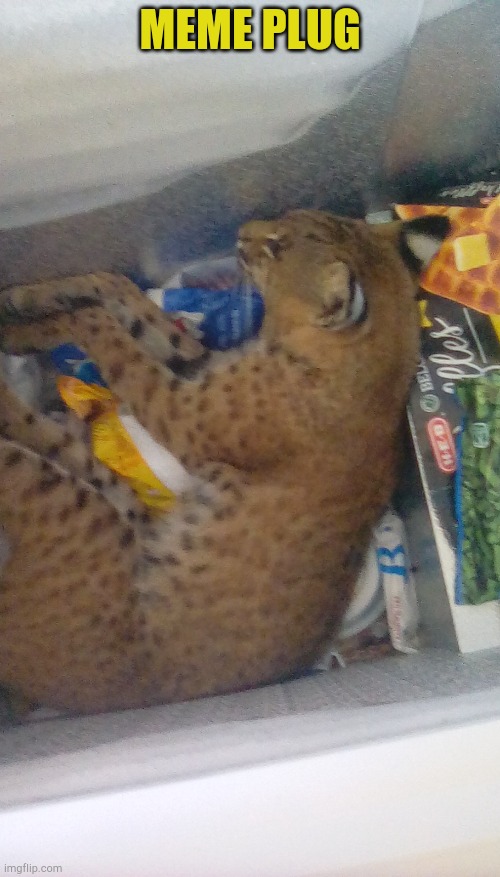bobcat in the freezer | MEME PLUG | image tagged in bobcat in the freezer | made w/ Imgflip meme maker