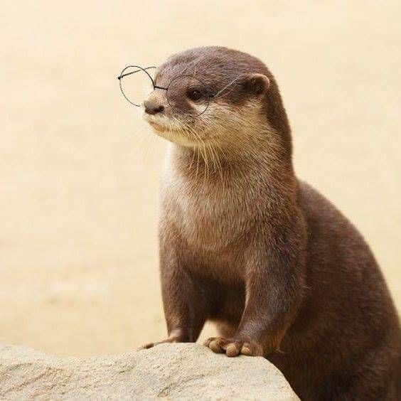High Quality Therapy Otter Blank Meme Template