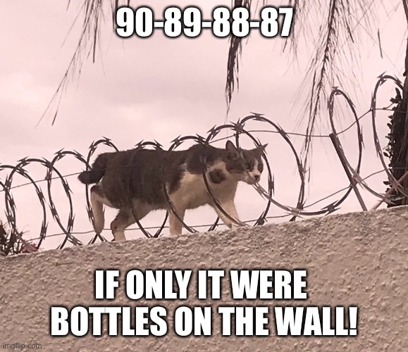 How did I get into this? | 90-89-88-87; IF ONLY IT WERE 
BOTTLES ON THE WALL! | image tagged in cat barbed wire | made w/ Imgflip meme maker