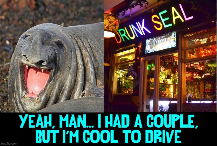 Buzz the Seal Gets Buzzed | YEAH, MAN... I HAD A COUPLE, BUT I'M COOL TO DRIVE | image tagged in vince vance,buzzed,drunk,seal,liquor store,memes | made w/ Imgflip meme maker