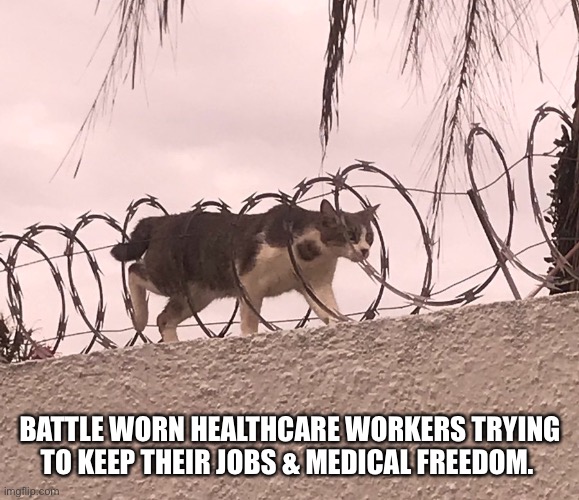 Avoiding the barb | BATTLE WORN HEALTHCARE WORKERS TRYING TO KEEP THEIR JOBS & MEDICAL FREEDOM. | image tagged in cat barbed wire | made w/ Imgflip meme maker