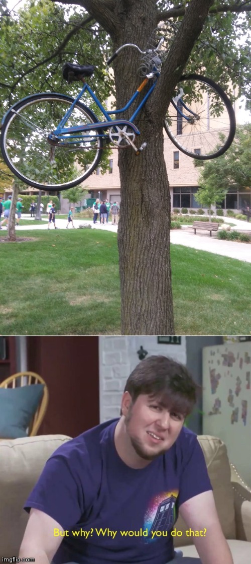 Bike in a tree | image tagged in but why,memes,jontron,funny,i have several questions,but why why would you do that | made w/ Imgflip meme maker