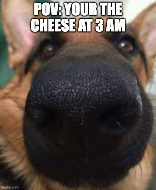 German shepherd but funni | POV: YOUR THE CHEESE AT 3 AM | image tagged in german shepherd but funni | made w/ Imgflip meme maker