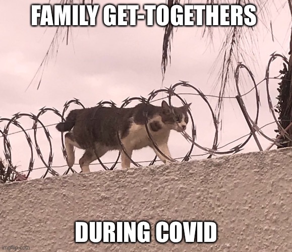 Cat Barbed Wire | FAMILY GET-TOGETHERS; DURING COVID | image tagged in cat barbed wire | made w/ Imgflip meme maker