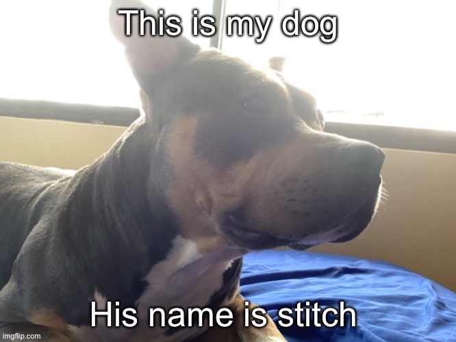 He is 37 in dog years | image tagged in cute dog | made w/ Imgflip meme maker