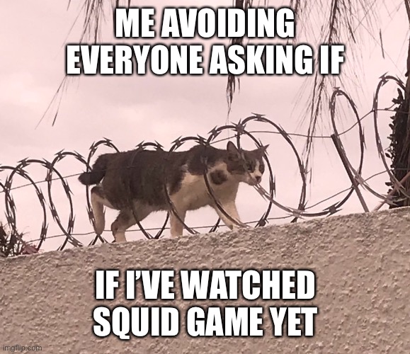 Cat Barbed Wire | ME AVOIDING EVERYONE ASKING IF; IF I’VE WATCHED SQUID GAME YET | image tagged in cat barbed wire,squid game | made w/ Imgflip meme maker