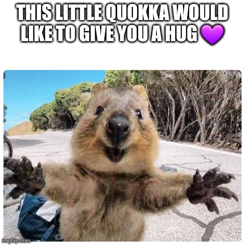 Hugs | THIS LITTLE QUOKKA WOULD LIKE TO GIVE YOU A HUG 💜 | image tagged in hugs,hug,cute,animal,quokka | made w/ Imgflip meme maker