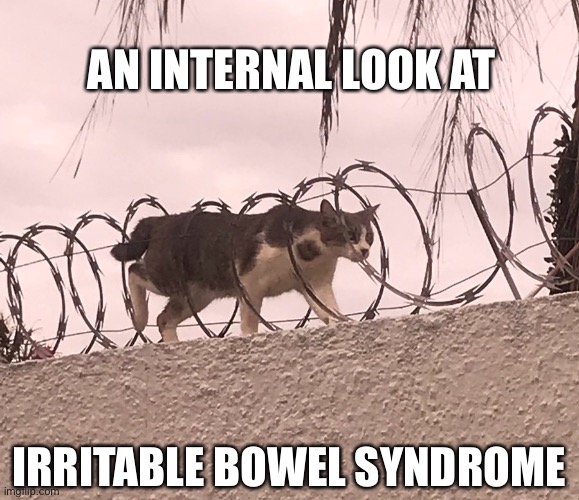 Irritable Bowel Syndrome | AN INTERNAL LOOK AT; IRRITABLE BOWEL SYNDROME | image tagged in cat barbed wire | made w/ Imgflip meme maker