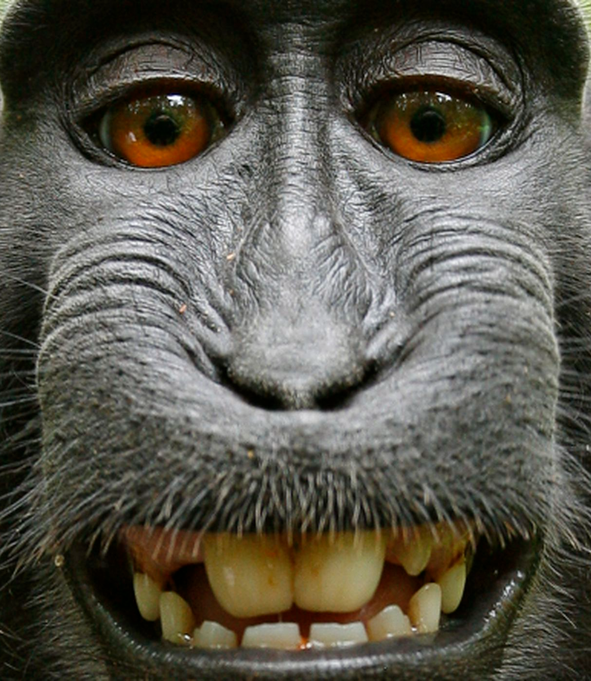 Monke Blank Meme Template