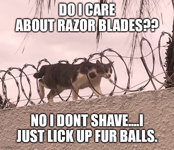 Cat Barbed Wire | DO I CARE ABOUT RAZOR BLADES?? NO I DONT SHAVE....I JUST LICK UP FUR BALLS. | image tagged in cat barbed wire | made w/ Imgflip meme maker