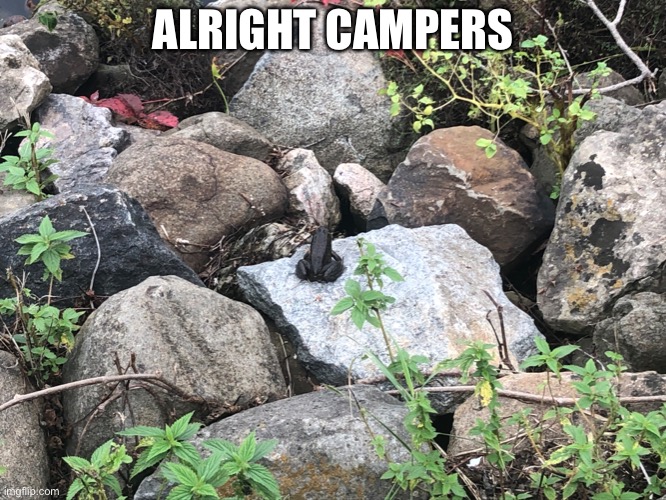 frog | ALRIGHT CAMPERS | made w/ Imgflip meme maker