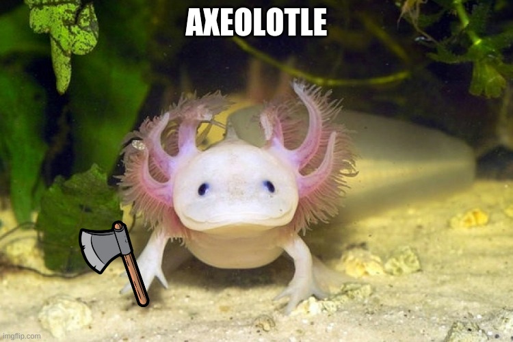 Axolotl | AXEOLOTLE | image tagged in axolotl | made w/ Imgflip meme maker