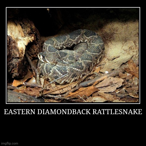 Eastern Diamondback Rattlesnake | EASTERN DIAMONDBACK RATTLESNAKE | | image tagged in demotivationals,rattlesnake | made w/ Imgflip demotivational maker