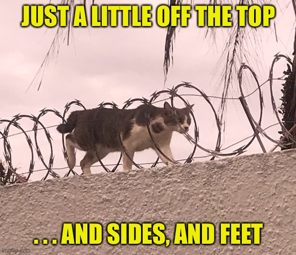 When you need a quick cut | JUST A LITTLE OFF THE TOP; . . . AND SIDES, AND FEET | image tagged in cat barbed wire | made w/ Imgflip meme maker