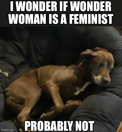 Wonder Woman | I WONDER IF WONDER WOMAN IS A FEMINIST; PROBABLY NOT | image tagged in wonder dog | made w/ Imgflip meme maker